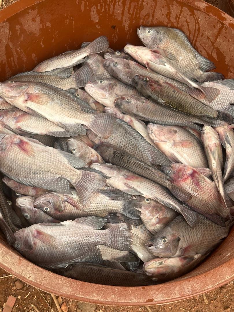 Pisciculture - Élevage de tilapia